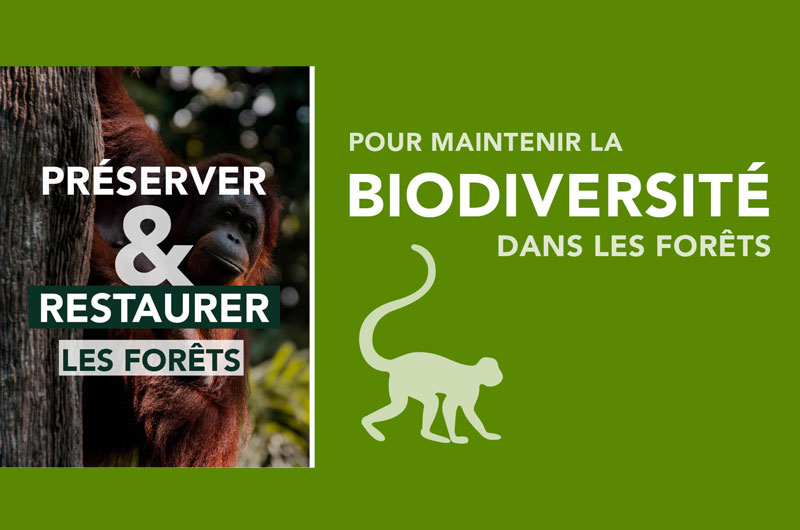 Reforestation Biodiversité