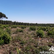 Reforestation