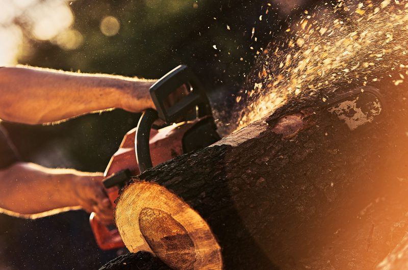 Tronc d'arbre coupé à la tronçonneuse