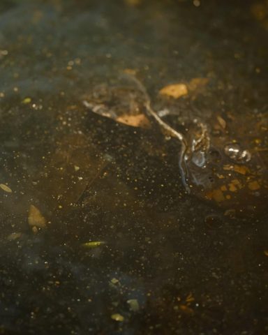 Image d'un plan de près d'eau trouble avec des matières en suspension (grain de sables, terre, ...)